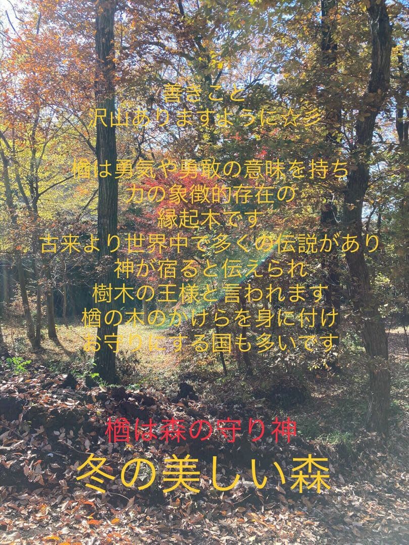 天然楢【神秘的な合体樹＊3本の木が一体化/森と大自然の切り株テーブル】ちゃぶ台