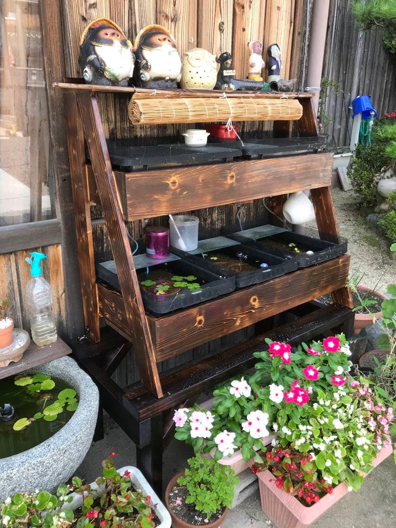 メダカ飼育ラック中　ケース付