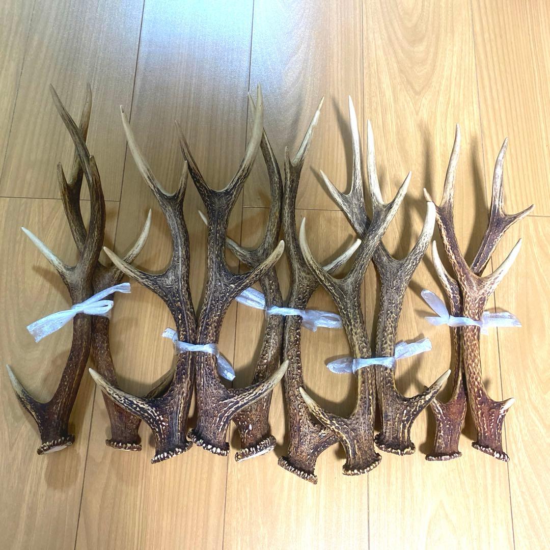 天然鹿の角　ニホンジカ　京都府産　10本
