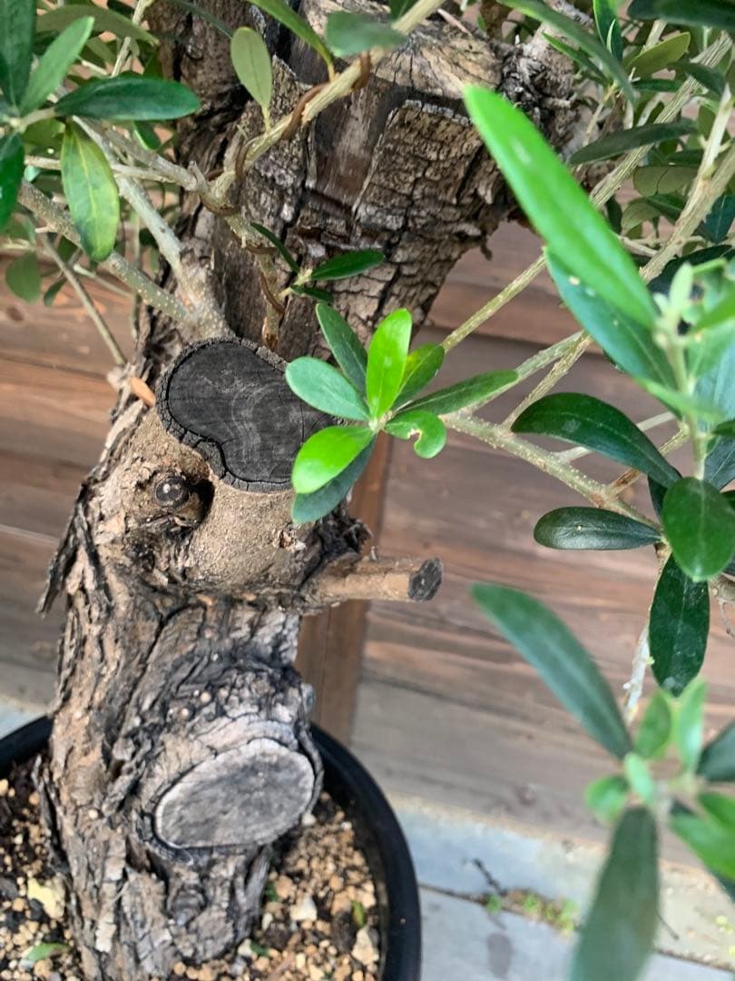 か*お様 オールドオリーブ 古木オリーブ オリーブ古木 塊根植物 太木挿し　オリ