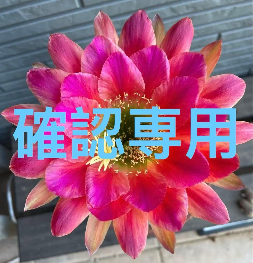 【現品.大株】多肉植物　花サボテン 大輪咲　アニト