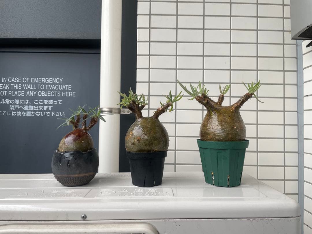 【特選エース株】パキポディウム グラキリス(左のみ)