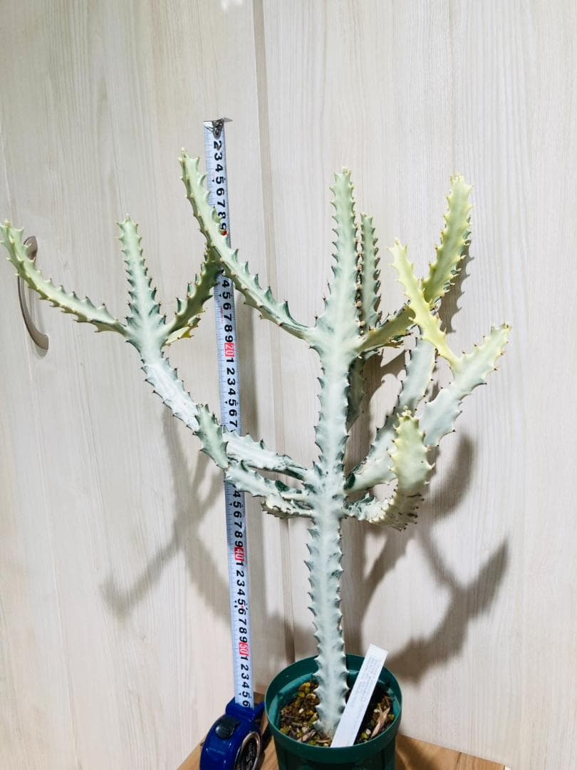 【多肉植物】ユーフォルビア・ホワイトゴースト（4号深型スリット鉢付き）