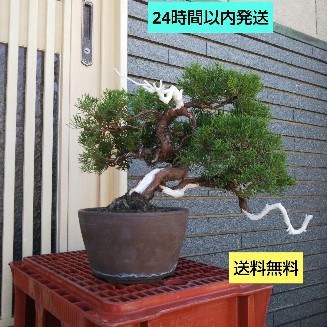 鉢ごと発送 ⭕️ BONSAI 中型 盆栽 鉢 インテリア 送料無料 糸魚川