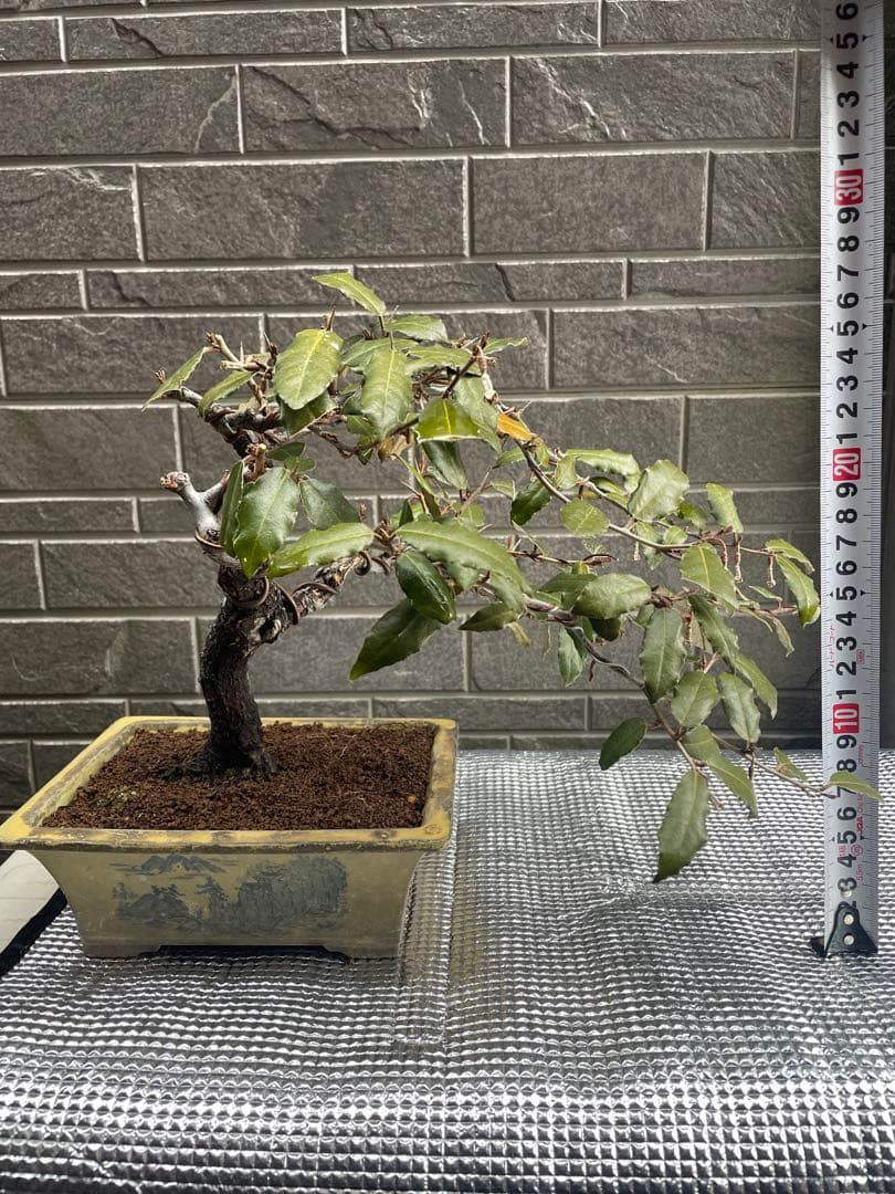 週末値下げ❗️寒グミ小品盆栽　雑木/楓/紅葉/梅/黒松/五葉松