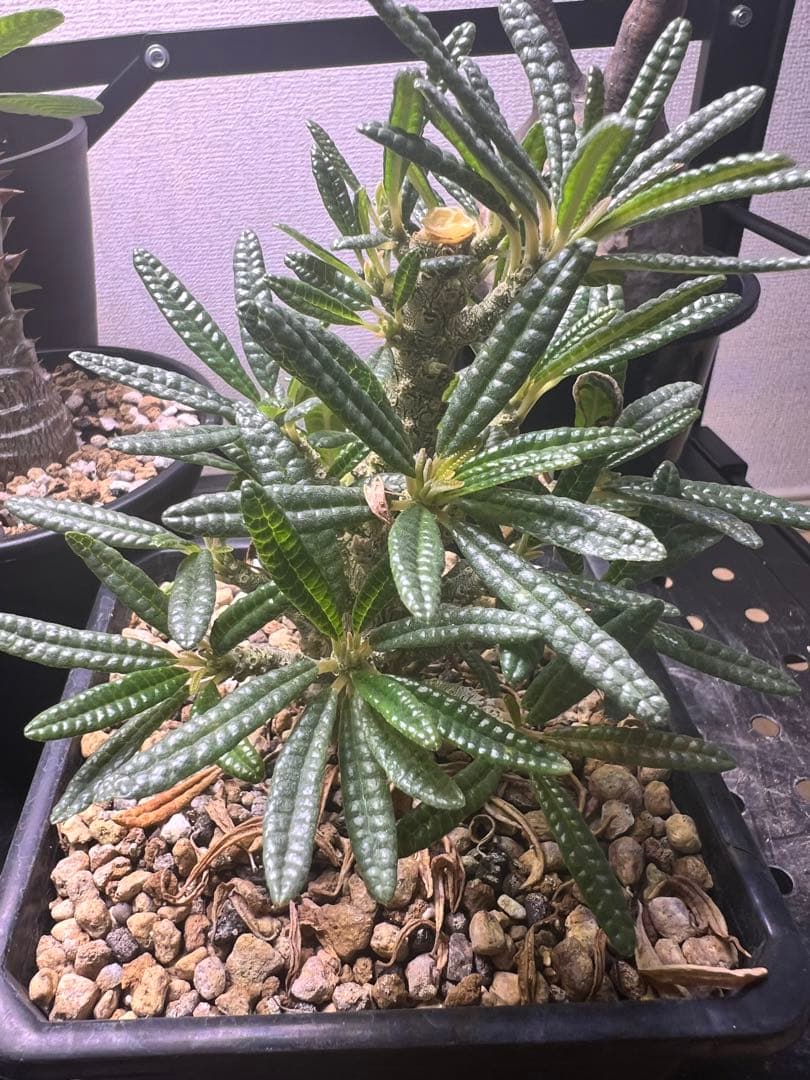 ドルステニア　ギガスブラータ