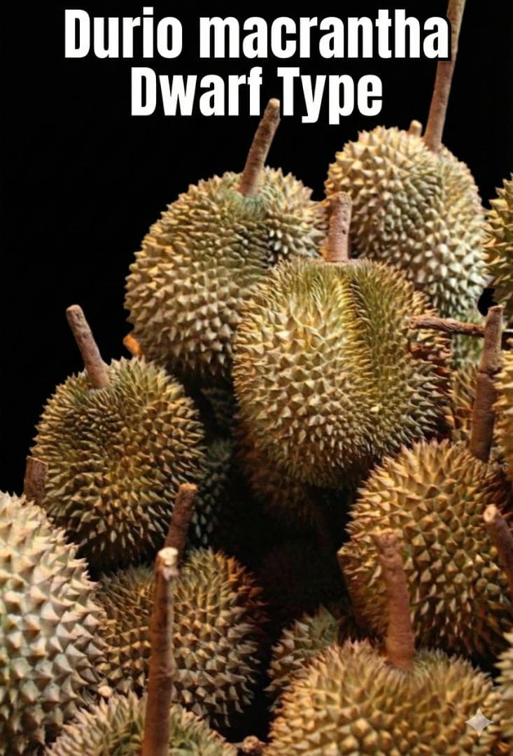 ドリアンレア品種苗 Durio macrantha Dwarf Type DD1