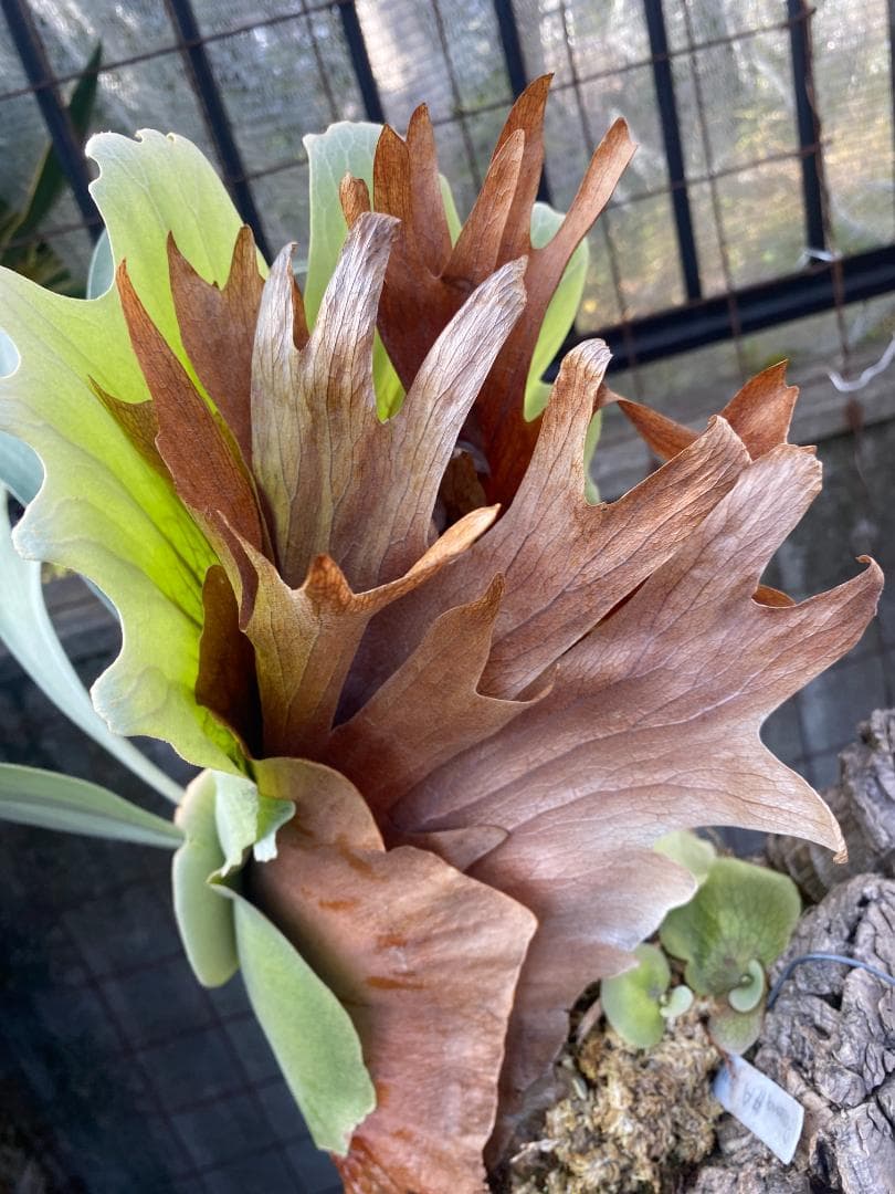 k*n様 バンナ＃Ａ　大株　子株付き　11/1