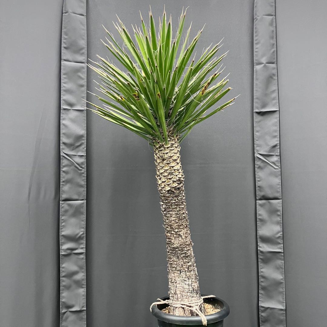 ユッカ フィリフェラ　メキシコ産　発根済