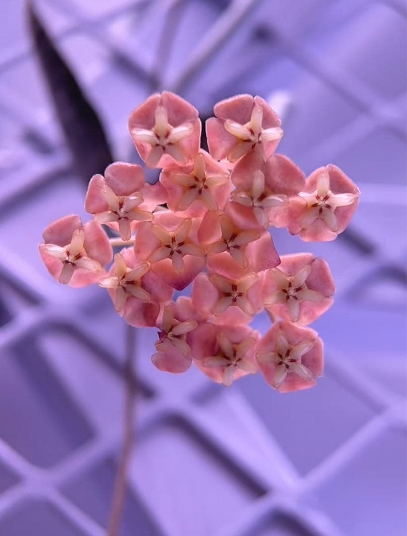 セール　レア　ホヤ　シギラティス　シルバー サクララン