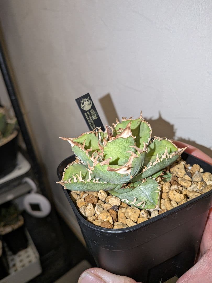 アガベ　皇冠　MFさんのやつです！　子株３つ付きです！