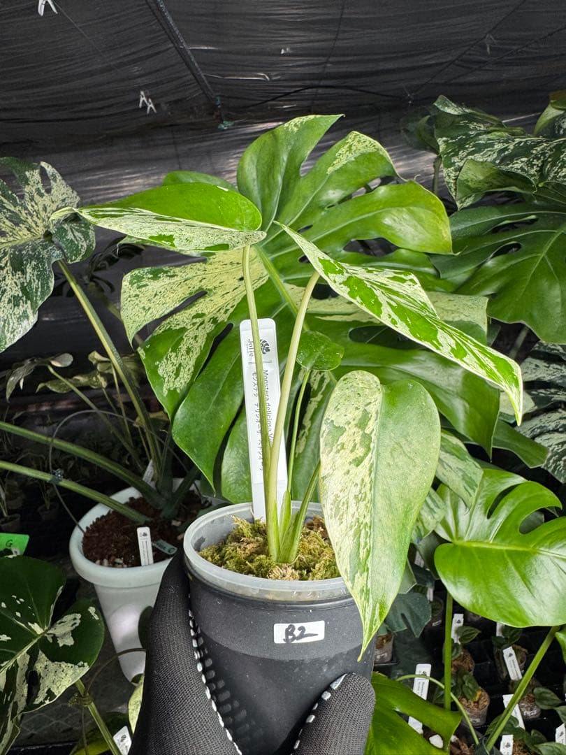 B2 モンステラ　デリシオーサ　ベトシオーサ