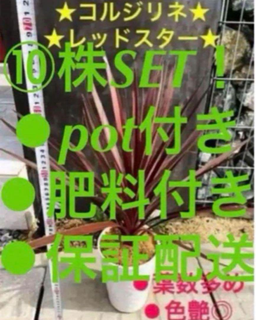 【10株まとめ買いSETコルジリネ レッドスター 鉢 用土込大きなTYPE