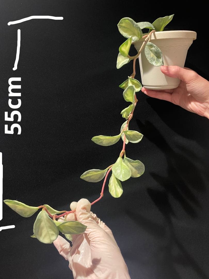 24時間セール中苗　レア　ホヤ アルゲンティア プリンセス サクララン　美株