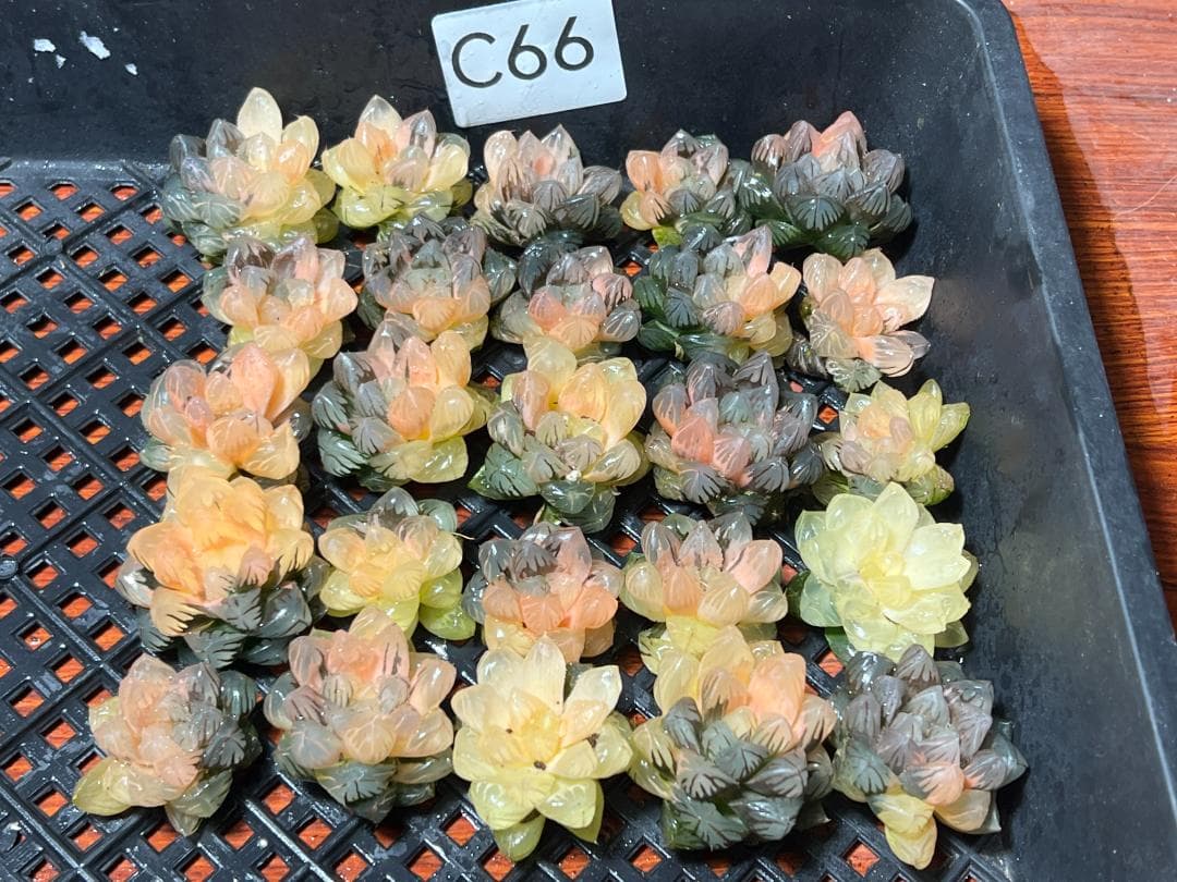 H*C様 1.多肉植物 ハオルチア　オブツーサ錦 水中月錦 糊斑 鮮明錦 25株