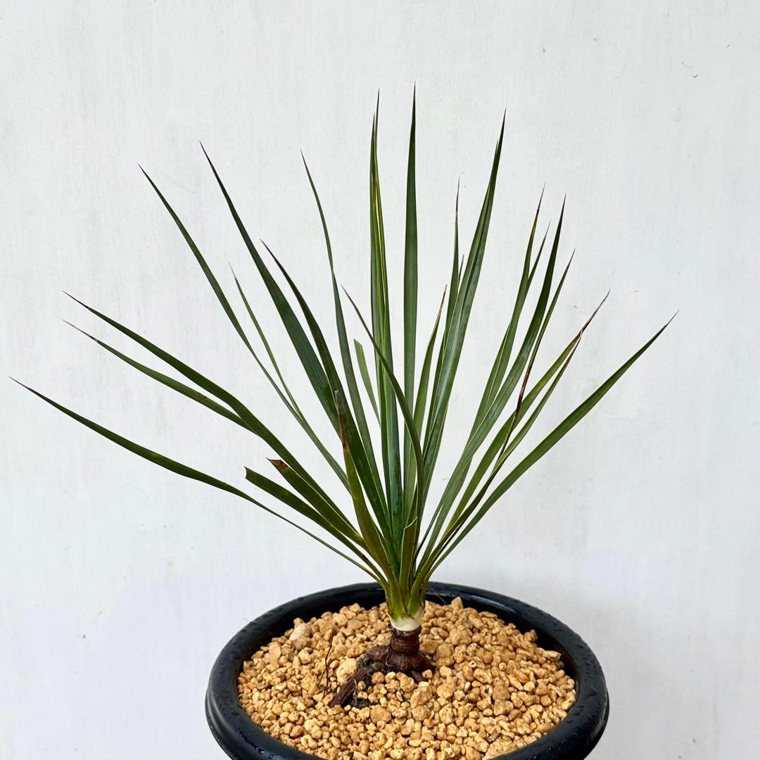 ユッカ ロストラータ 実生 6年目