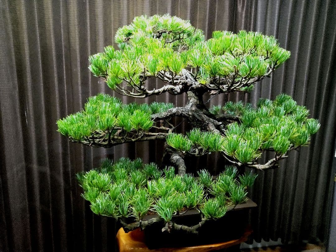 【大品 那須五葉松盆栽】 　　　ルパンヒデロウ様、専用