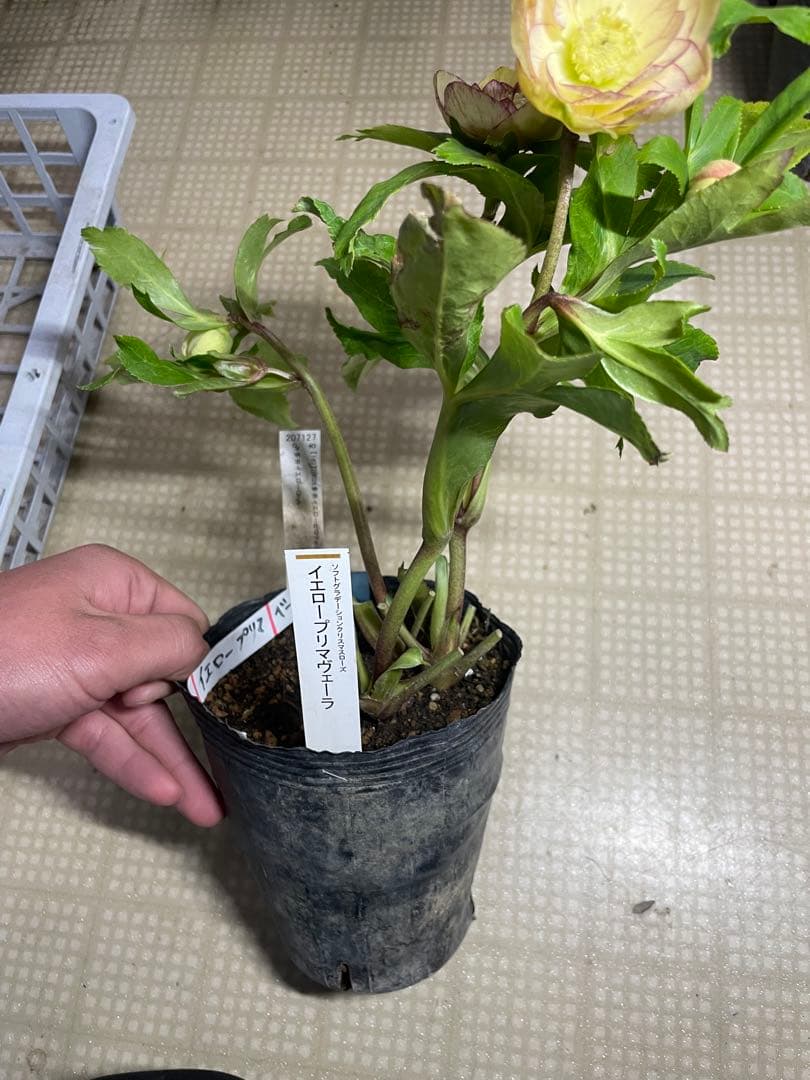 加藤農園 イエロープリマヴェーラ クリスマスローズ