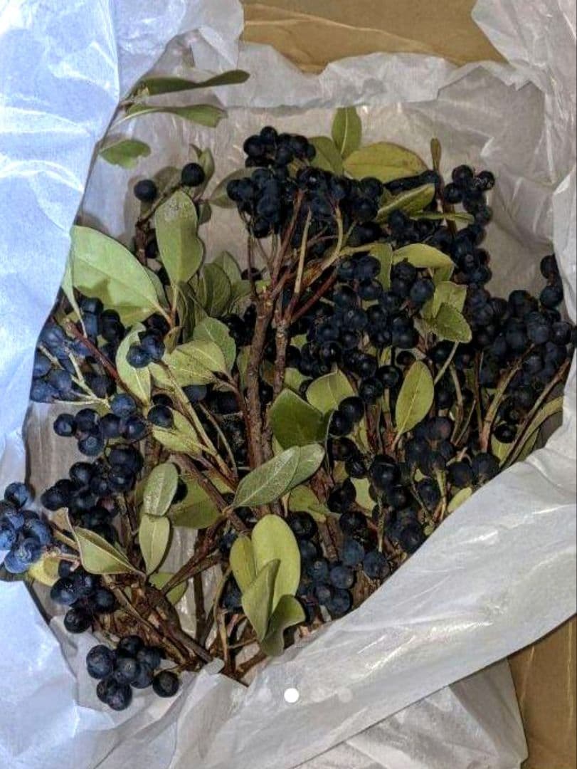 ご確認用　・　シャリンバイ