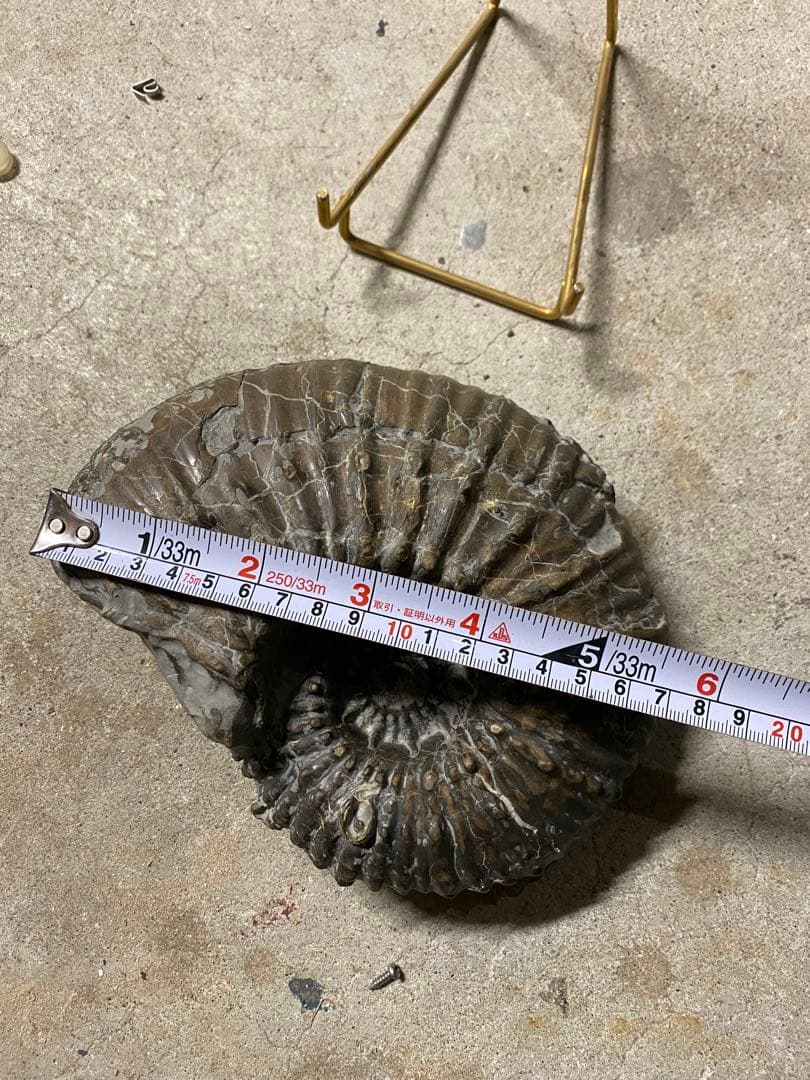 アンモナイト化石 約16cm