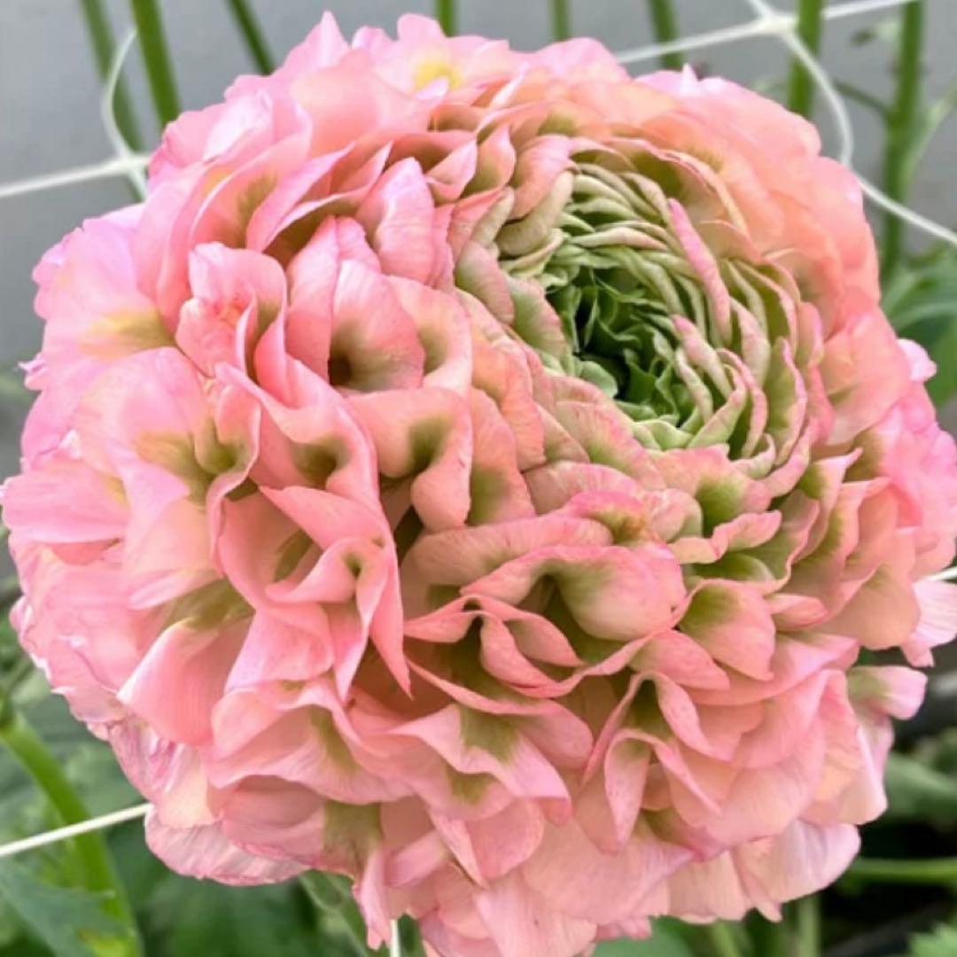 ラナンキュラスポンポンシリーズアリス