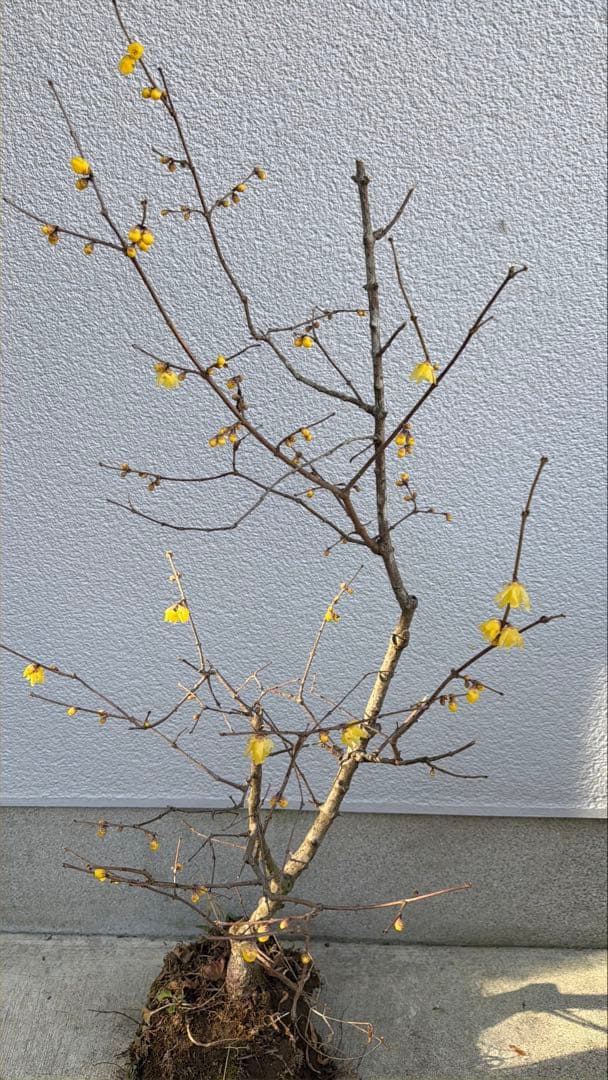 満月ロウバイ 特大株