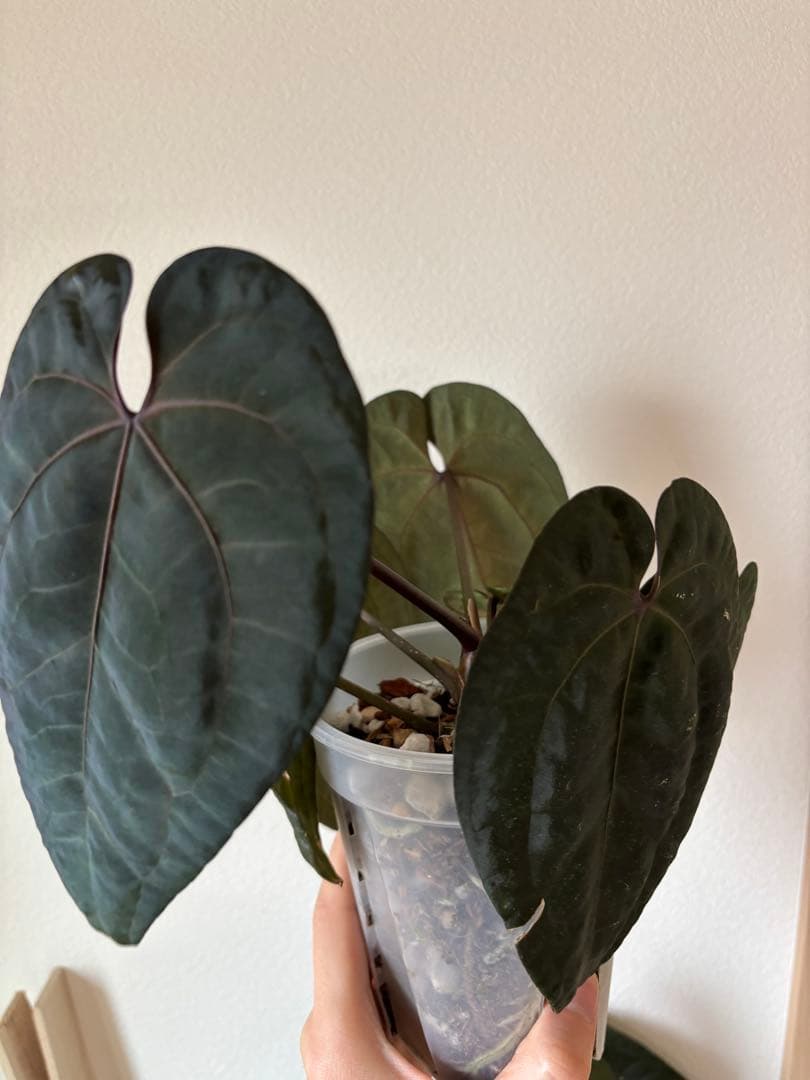 AnthuriumAOSアンスリウムエースオブスペード③