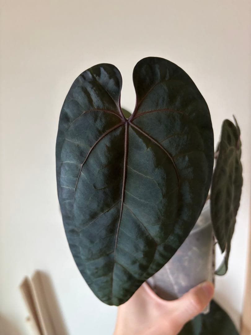 AnthuriumAOSアンスリウムエースオブスペード③