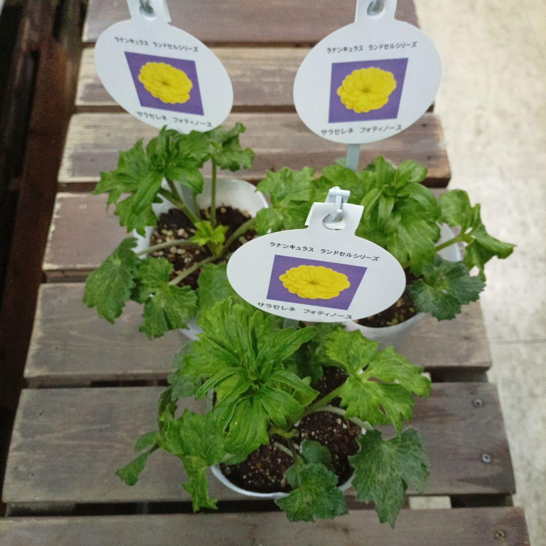 希少種ラナンキュラス　新品種　サラセレネ フォティノース　3.5号苗　3鉢セット