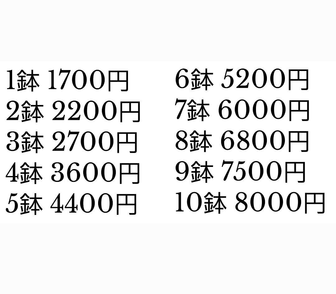 四つ葉のクローバー まとめ買い 料金表