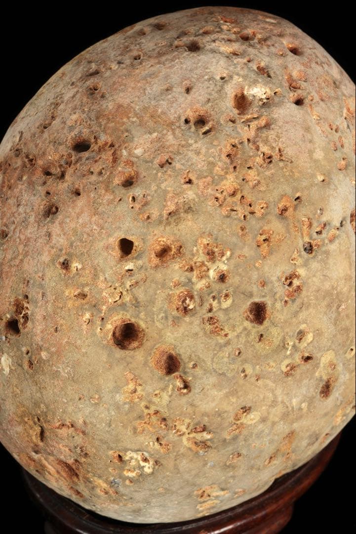 大型 多孔質 景石 火山岩系 5.8kg 台座付 自然石 鑑賞石 盆石 盆景