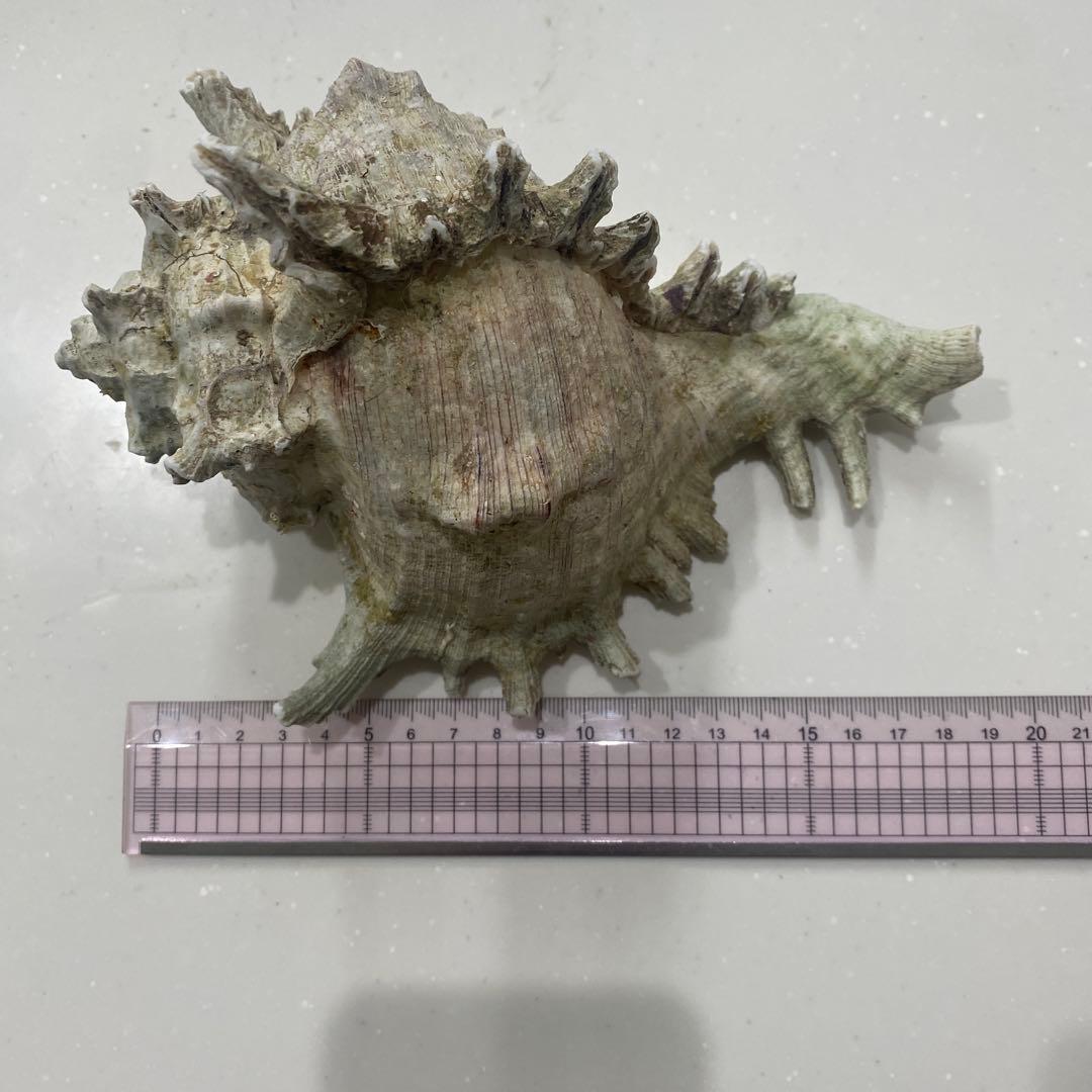 ユニークなグリーン系貝殻 約18cm