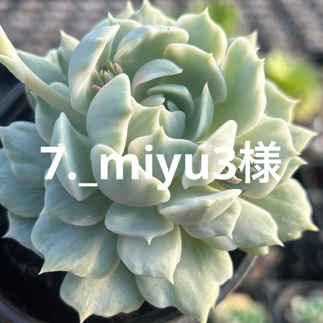 7._miyu3様
