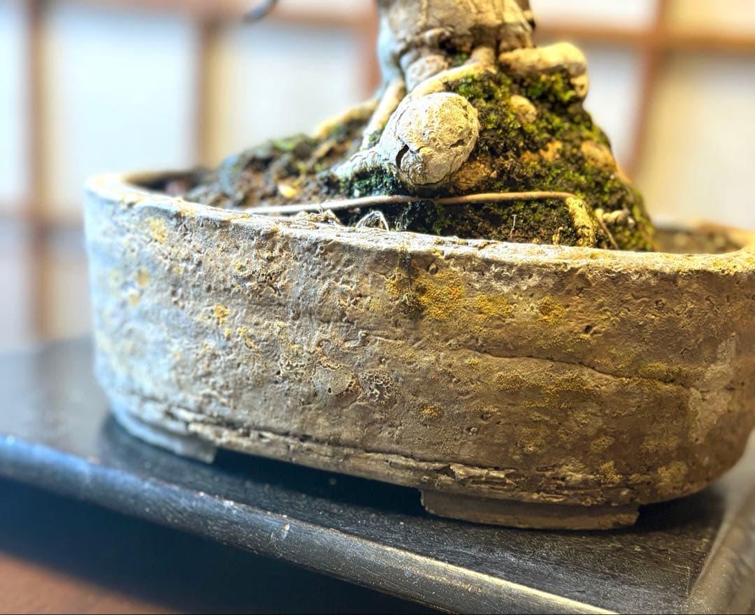 マユミ盆栽❗️真弓盆栽！古木❗️毎年実が沢山なります！鉢は作家物、一点物。雑木盆栽