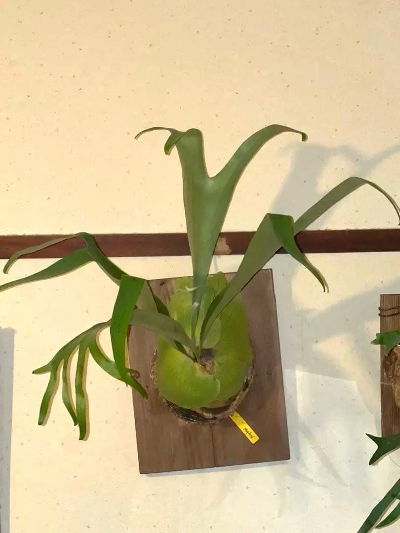 ビカクシダ ムルフォード　壁掛け用 観葉植物