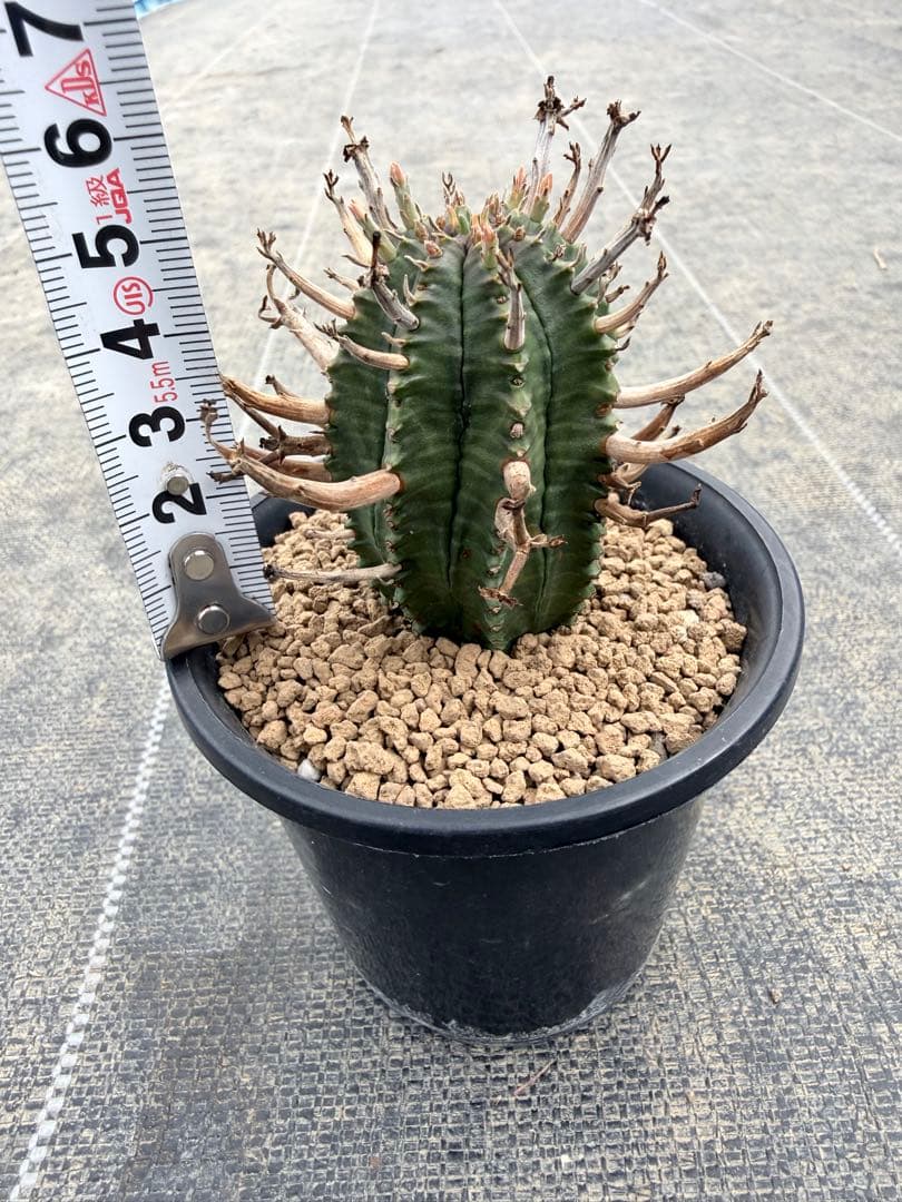 スーパーバリダ　ユーフォルビア　ホリダ　オベサ　群星冠