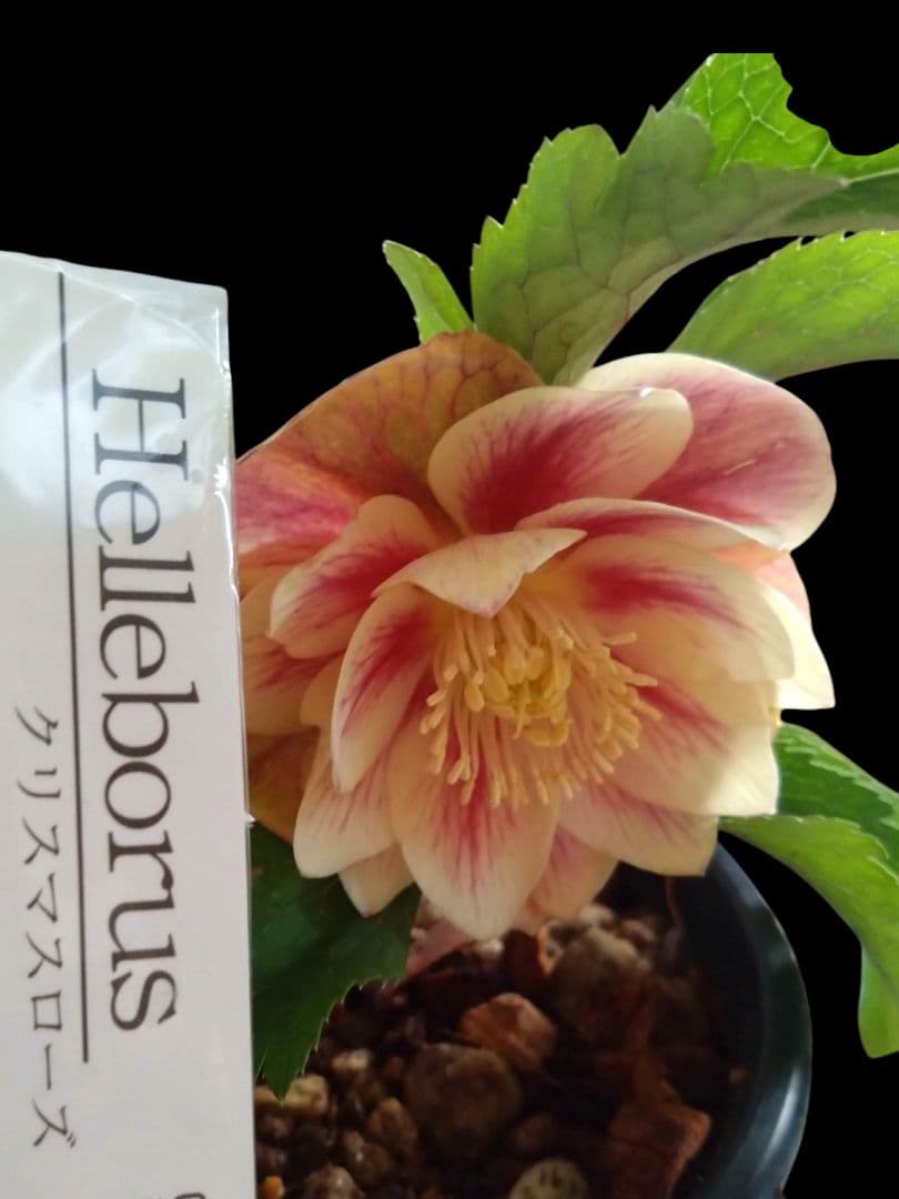 クリスマスローズ　広瀬園芸　オーレア