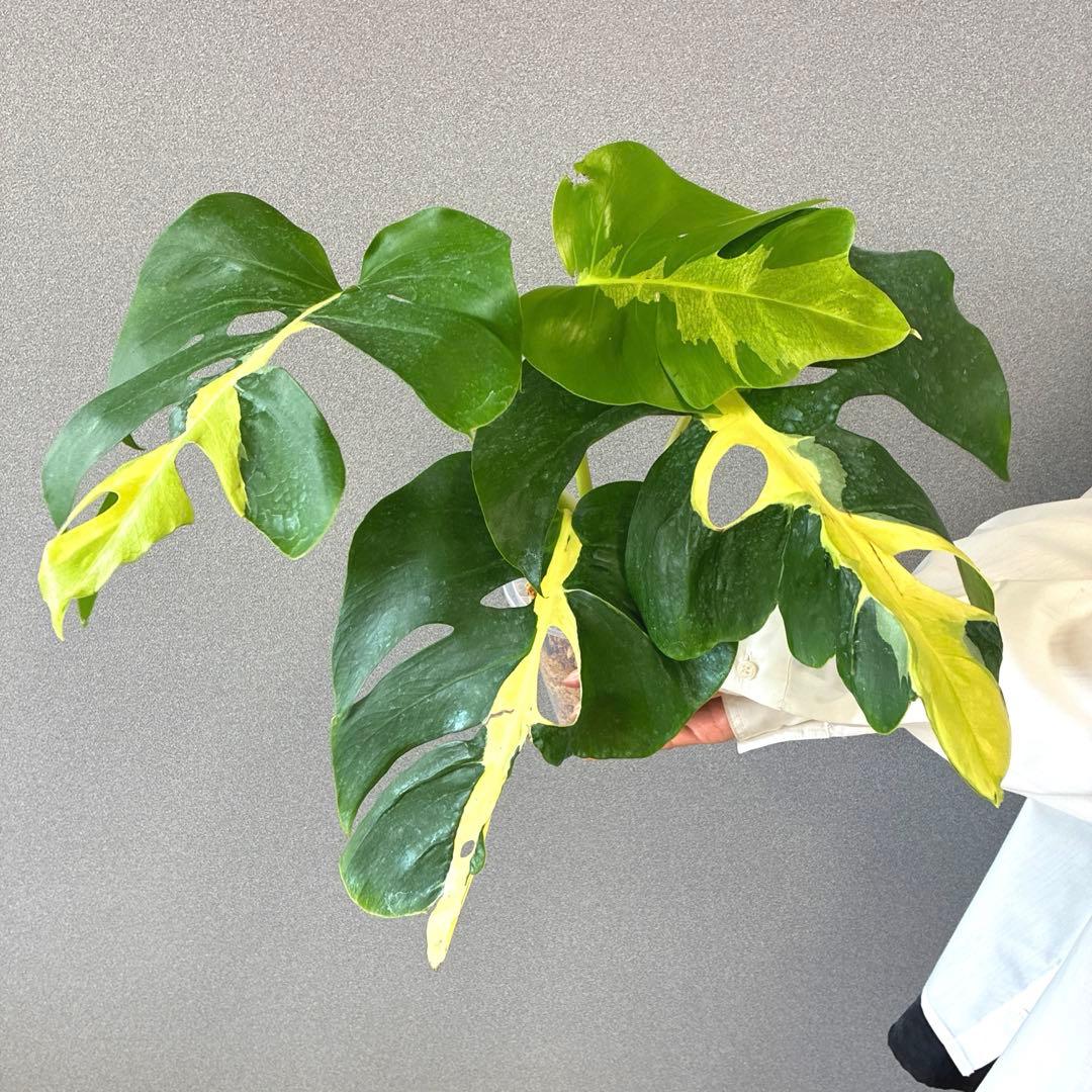 超超絶希少❗️モンステラ　デリシオーサ ホワイト　ラバ✨