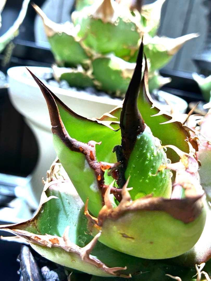 アガベ 実生株　ダブルヘッド　超ロングスパイン　強鋸歯　値引き交渉有り