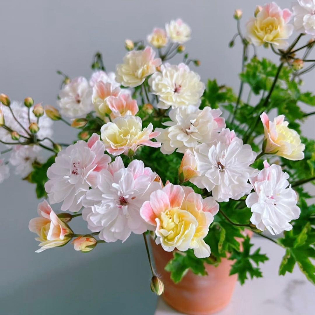 レア品種ゼラニウム　海外品種ゼラニウム　希少品種ゼラニウム