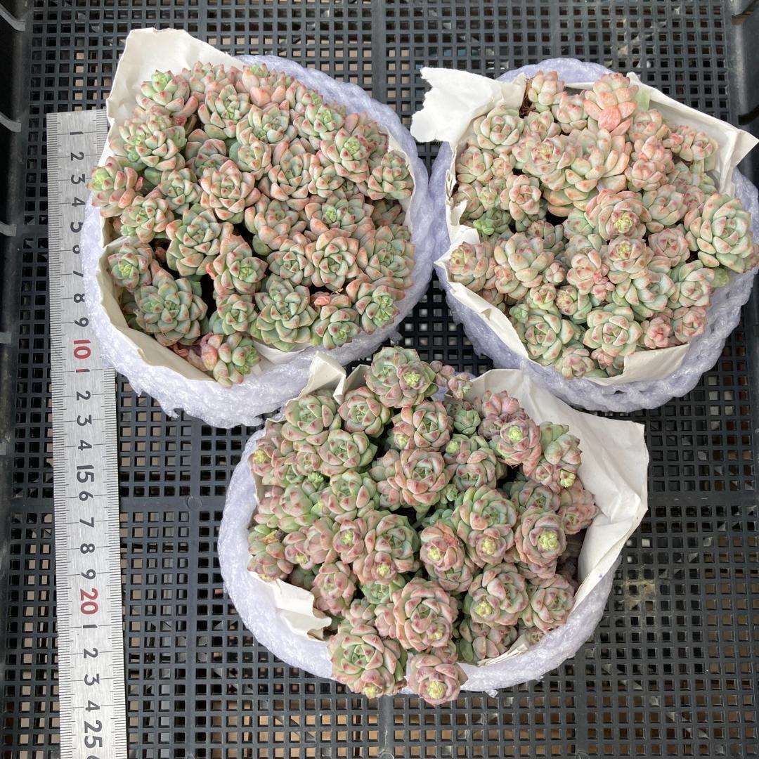 エケベリア　韓国苗　超特大サイズ　キャラメルスプライト群生　多肉植物　ポコ多肉