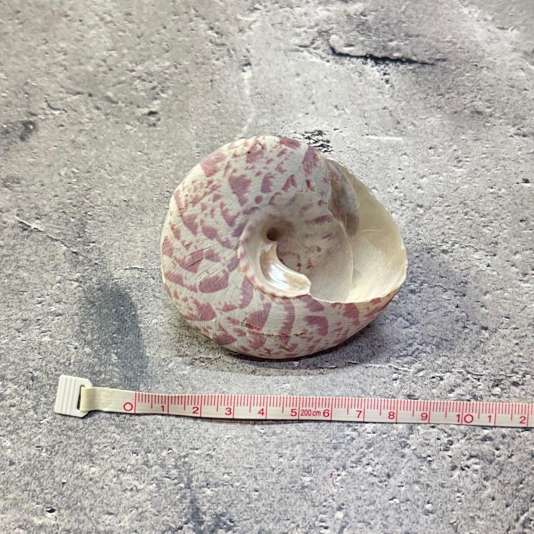 オウムガイ 珊瑚 他 貝殻コレクションセット 16点