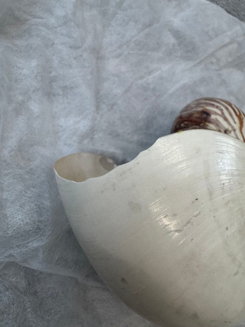 オウムガイ 珊瑚 他 貝殻コレクションセット 16点