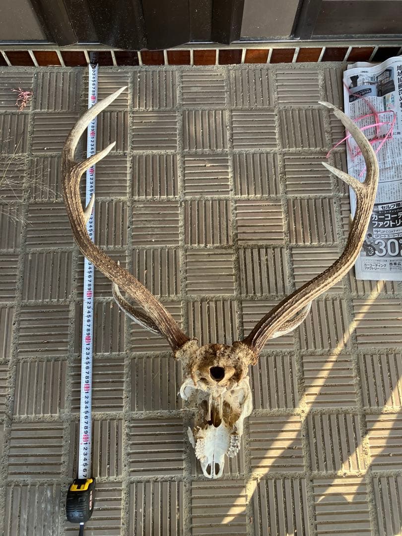鹿の頭骨 鹿の角 エゾシカ