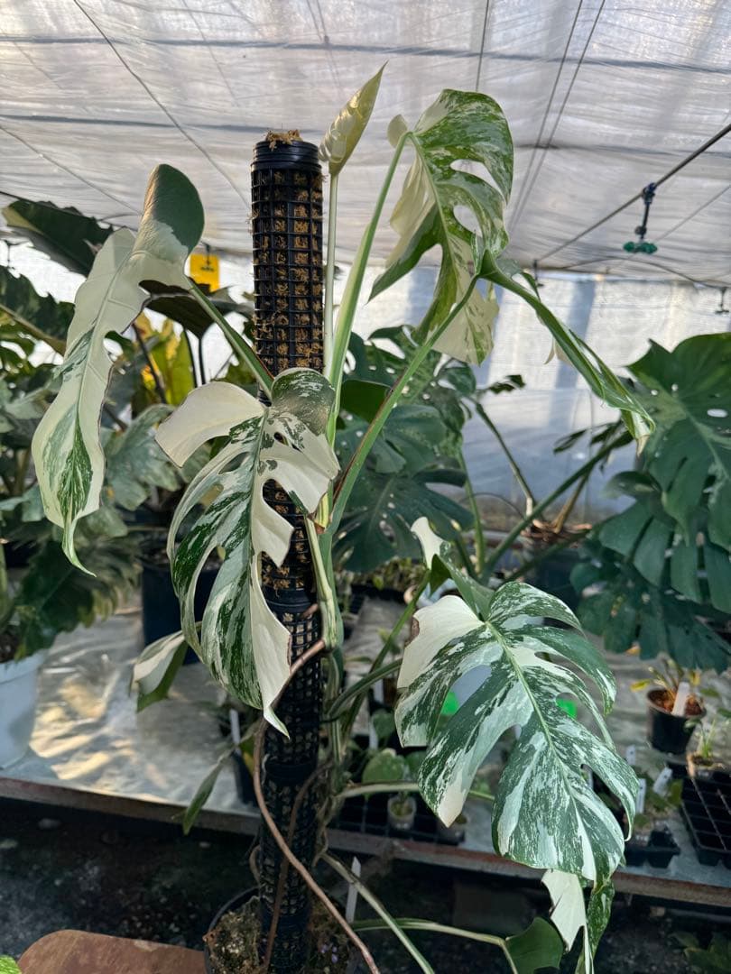 AB3モンステラ　ボルギシアナ　アルボ　白斑入り　鉢モスポール付き　高100cm