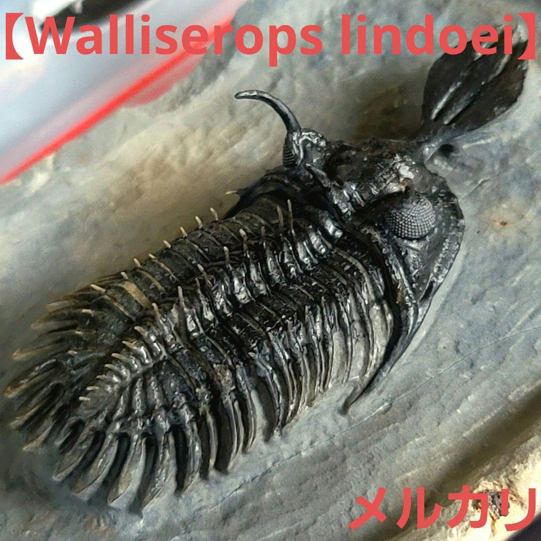 トゲトゲ！三葉虫【Walliserops lindoei】化石 モロッコ
