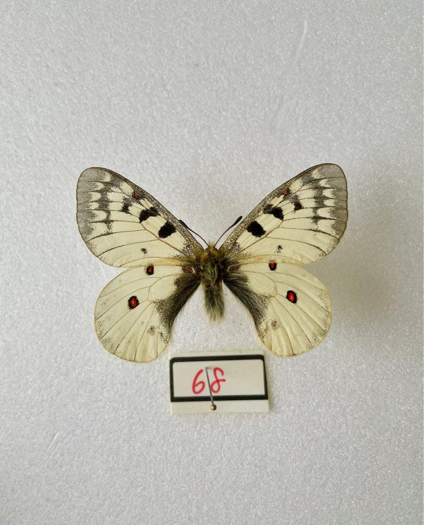 パルナシウス/P.sacerdos（スイス・アルプス産、1オス）