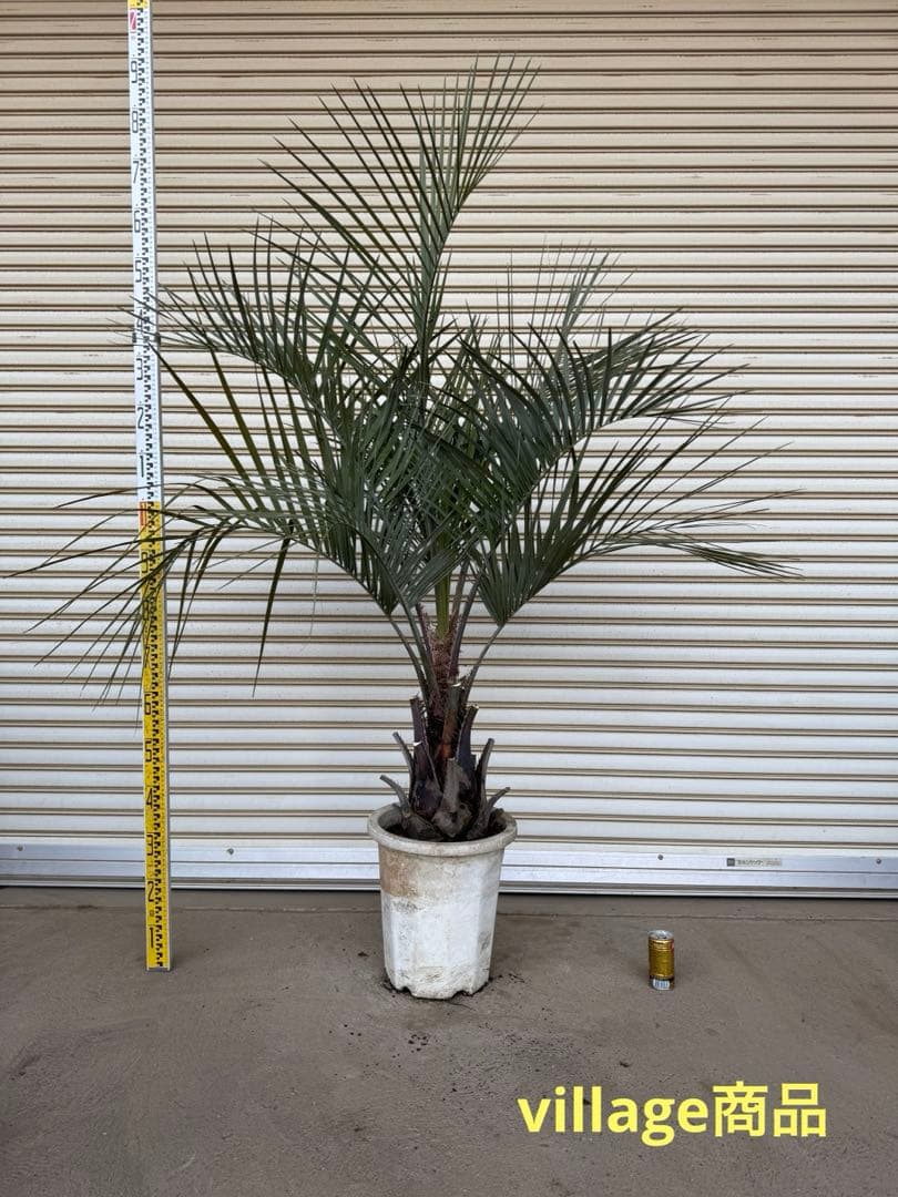 送料込み　ココスヤシ　シルバーリーフ　幹太　鉢植え　庭木　シンボルツリー