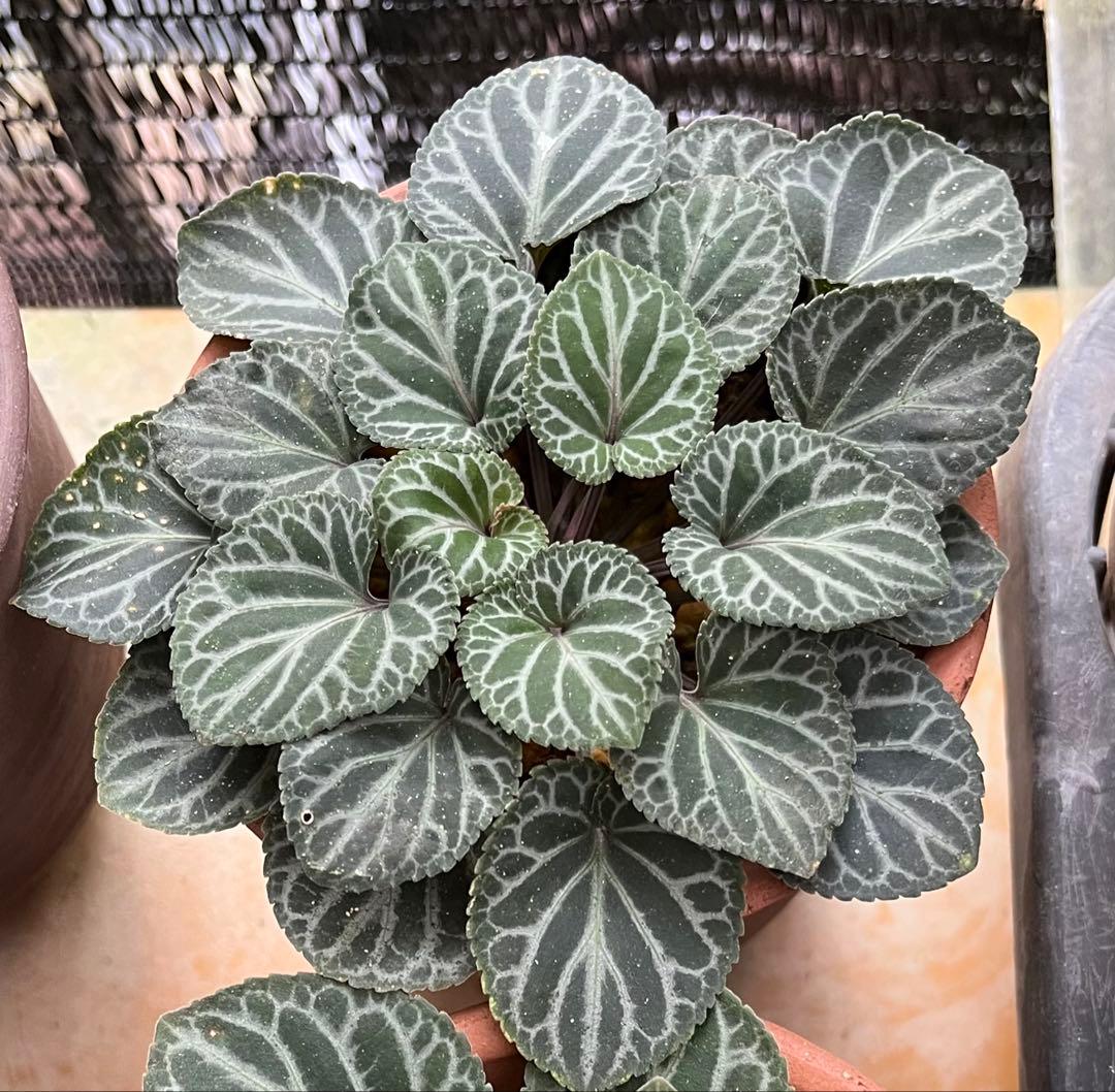 原種系スミレ種子あります　スミレ　すみれ　ビオラ