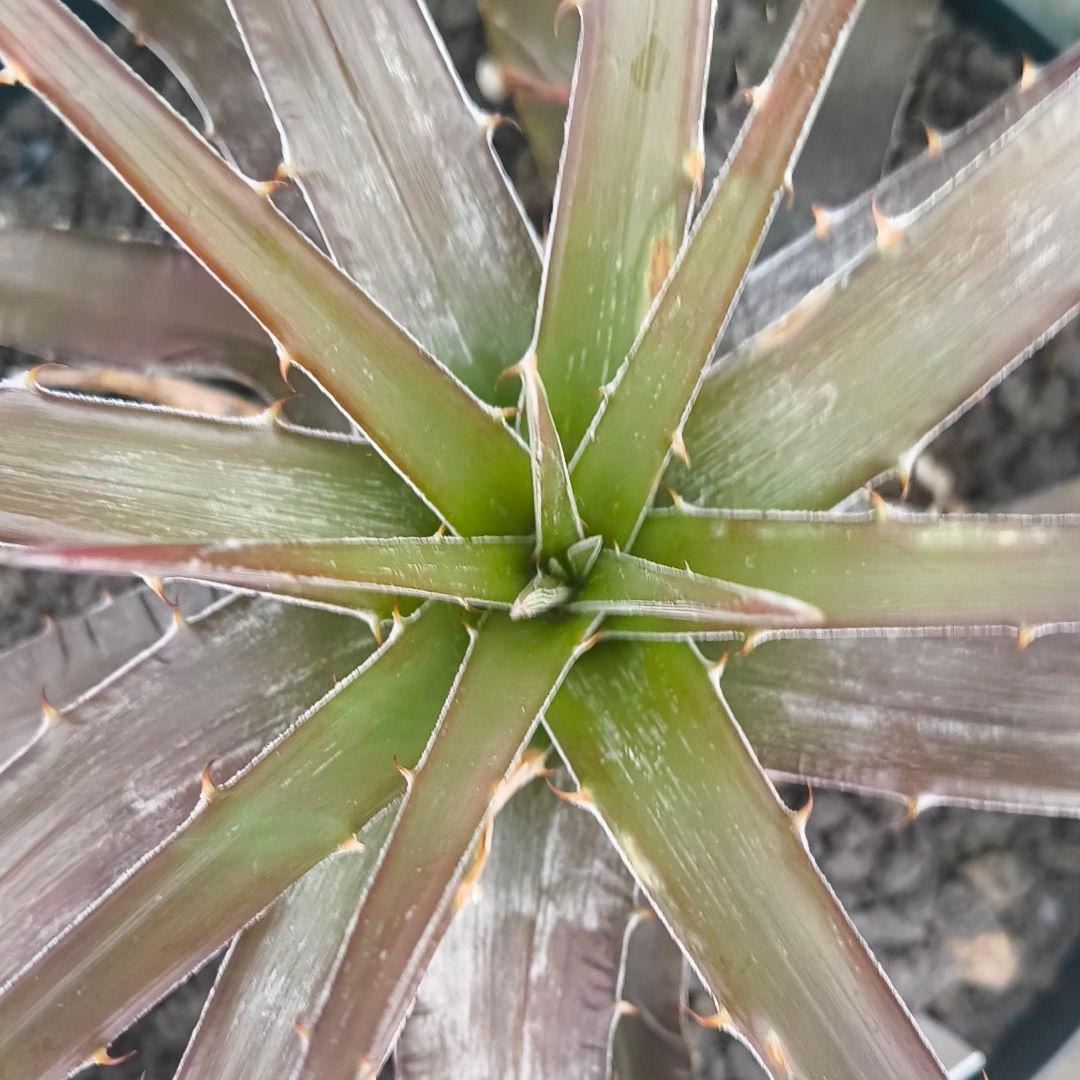 ブロメリア・エアープランツ Dyckia jonesiana lemei #1998